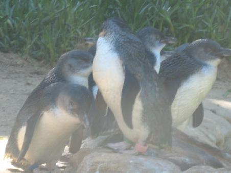 Pinguine, diese hier auch "Little Penguin" genannt.