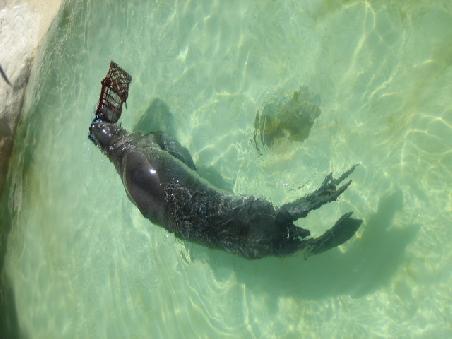Im Englischen heissen die nur "seals".