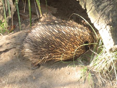 Echidna.