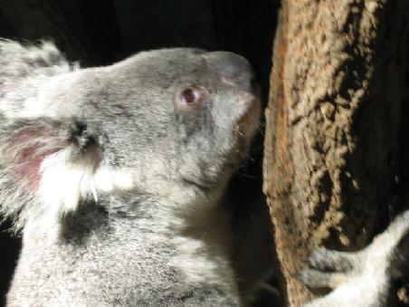 Koalas duerfen natuerlich nicht fehlen.