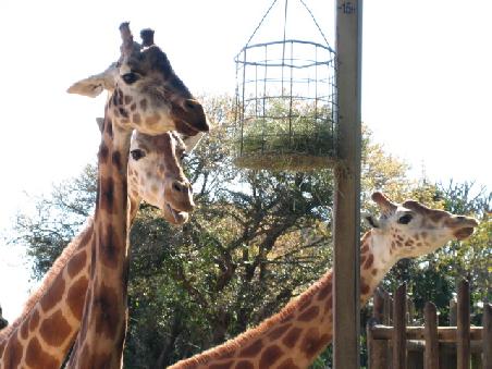 3 Giraffen in einem Bild.