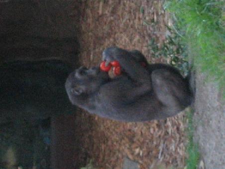 Fuetterung der Gorillas. Der hier steht verdammt auf Tomaten.