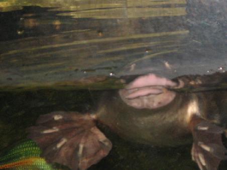 Ein Platypus. Im deutschen heissen die, glaube ich zumindest, Schnabeltiere. Ich finde diese einfach genial. Und war endlich froh einen vor die Kamera zu kriegen. Wobei das auch nicht so wirklich einfach war, denn die koennen sich ziemlich schnell bewegen.