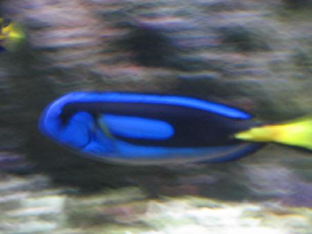 Ein blauer Fisch.