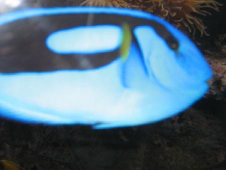 Ein blauer Fisch.