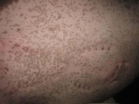 Das koennte ein Mantaray sein, zumindest das was man noch davon sieht.