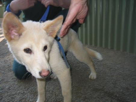 Ein junger Dingo.