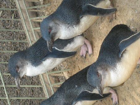 Pinguine.