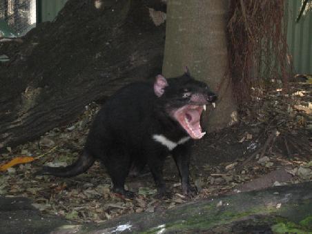 Tasmanischer Teufel.