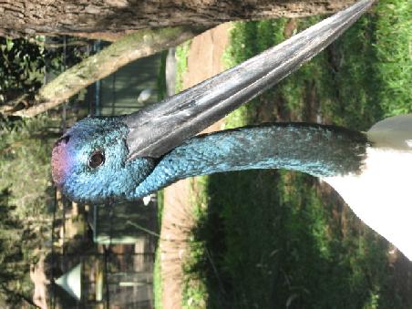 Storch.