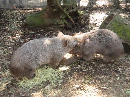 Wombats.