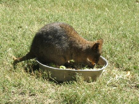 Quokka.