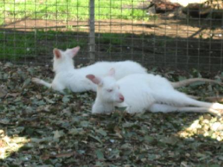 Albino Känguruhs.