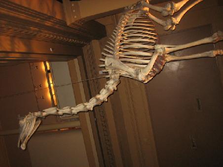 Nationalmuseum. Ich glaube das Skelett einer Giraffe.