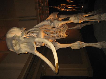 Hier ein Elefant.