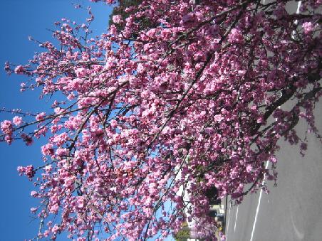 Und hier der ganze Baum.