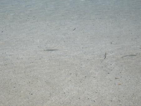 Hier sind ganz eindeutig Fische zu sehen.