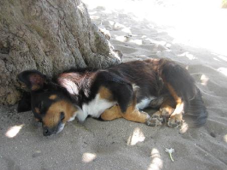 Schlafender Hund.