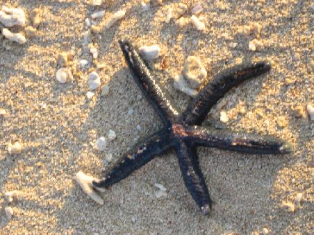 Seestern auf der South Sea Island.