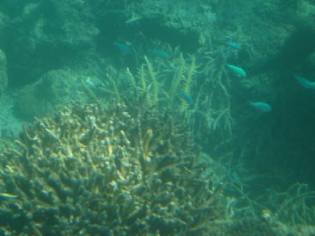 Hier sind die Fische ganz deutlich zu erkennen.