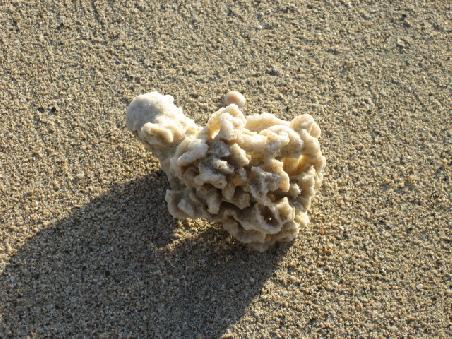 Abgestorbene Koralle am Strand.