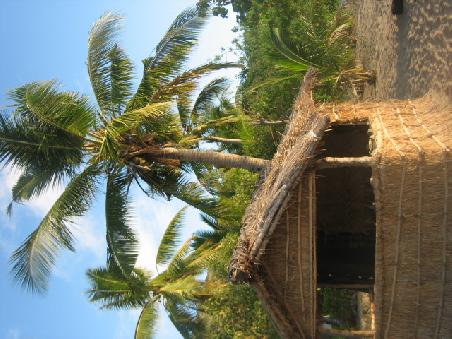 Hütte und Palme am Strand.