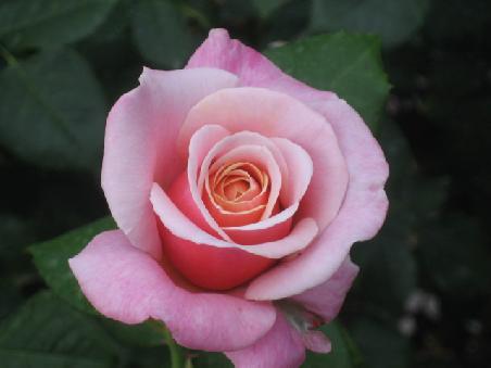 ...rosa...