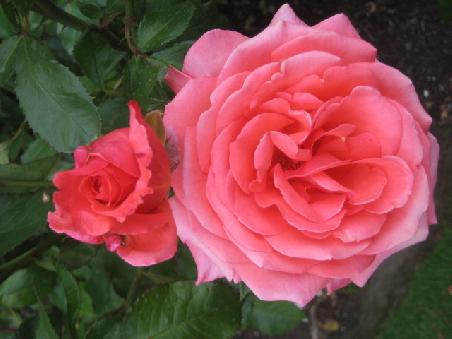 ...und ein etwas dunkleres rosa.