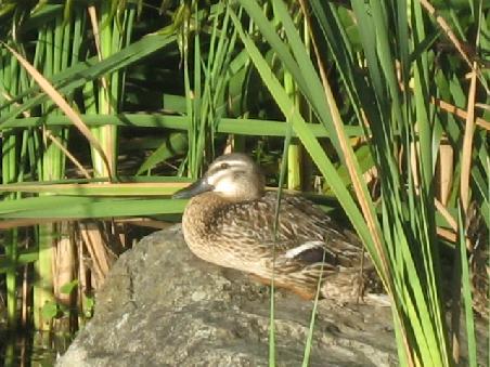 Ente in Grossaufnahme.