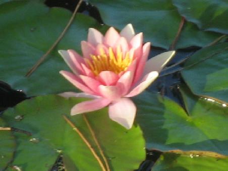 Seerose.