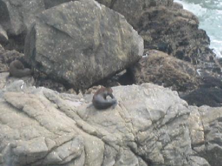 Hier am Cape Fouldwind mit den Seeloewen.