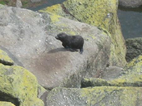 Hier ein Baby.