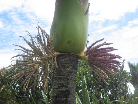 Nahaufnahme der Palme.