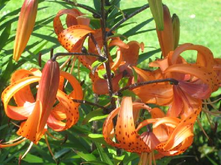 Blumen im Queensgarden.