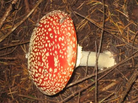Ein Pilz.
