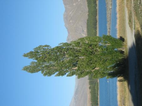 Baum am Lake Tekapo.