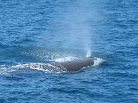 Und hier das "Blowhole".