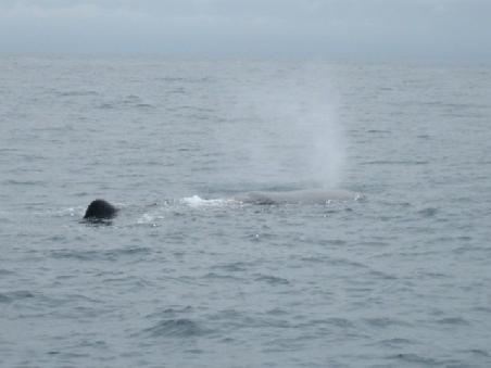 Und er zeigt uns auch ein "Blowhole".