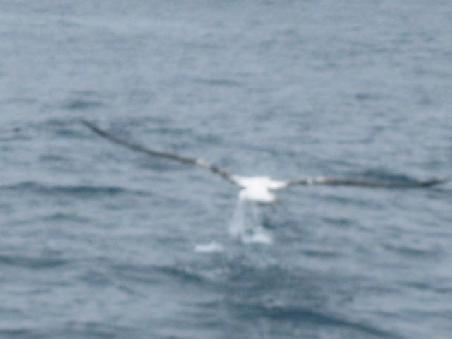 Albatrosse nutzen die Wasseroberflaeche als sog. "Startbahn" d. h. sie laufen richtig auf dem Wasser um zum fliegen durchzustarten. Leider ein wenig verschwommen das Bild.