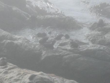 Hier ein ganzer Pool mit "Babies".