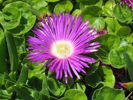 Blumen duerfen natuerlich nicht fehlen. Was das ist darueber duerft ihr euch den Kopf zerbrechen.