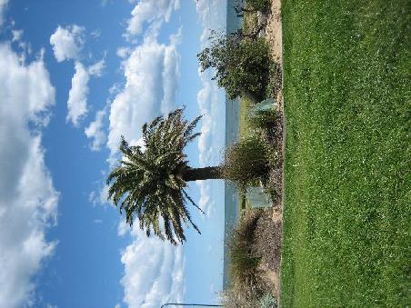 Am Strand von St. Kilda mit Palmen.