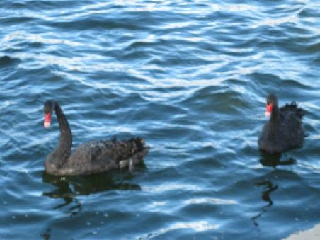 Schwaene im Albert Park.