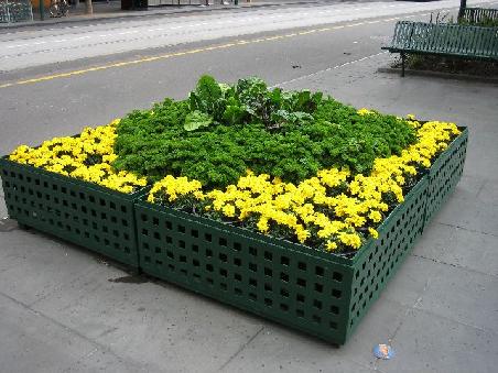 Ein paar Kraeuterkaesten in der City, in der Mitte ist Silverbeet und dann kommt Petersilie und aussen sind Bluemnchen.