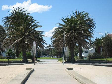 Palmen in St. Kilda.