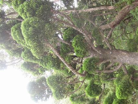 Baum im botanischen Garten.