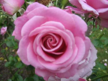Rose im botanischen Garten.