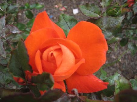 Noch eine Rose im botansichen Garten.