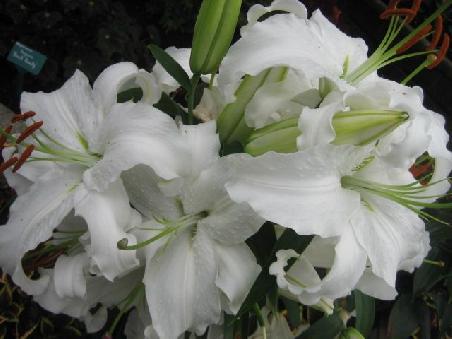 Welche Pflanze auch immer im botanischen Garten.