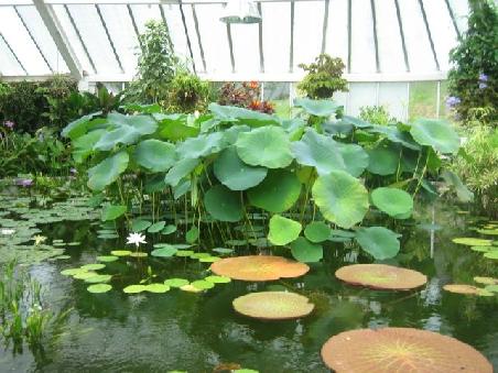 Gewaechshaus im botanischen Garten.